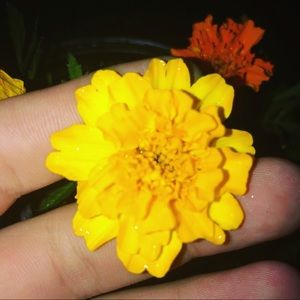 Meet your Posher, Janeth